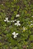 Striped Cream Violet, Viola striata
