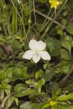 Striped Cream Violet, Viola striata