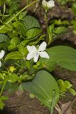 Striped Cream Violet, Viola striata