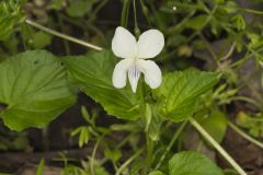 Striped Cream Violet, Viola striata