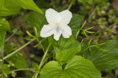 Striped Cream Violet, Viola striata
