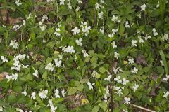 Striped Cream Violet, Viola striata