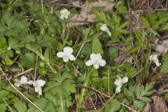 Striped Cream Violet, Viola striata