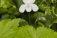 Striped Cream Violet, Viola striata