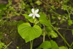 Striped Cream Violet, Viola striata
