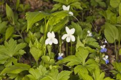 Striped Cream Violet, Viola striata