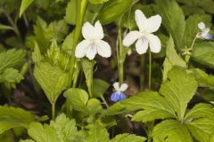 Striped Cream Violet, Viola striata