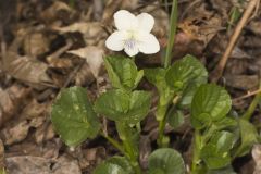 Striped Cream Violet, Viola striata