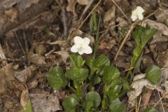Striped Cream Violet, Viola striata
