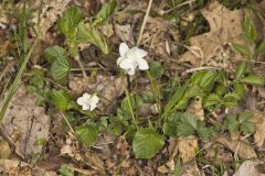 Striped Cream Violet, Viola striata