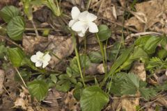 Striped Cream Violet, Viola striata