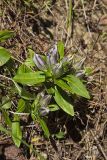 Striped Gentian, Gentiana villosa