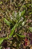 Striped Gentian, Gentiana villosa