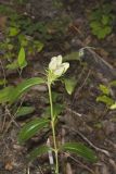 Striped Gentian, Gentiana villosa