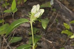 Striped Gentian