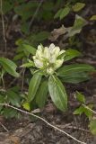 Striped Gentian, Gentiana villosa