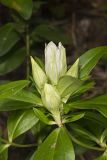 Striped Gentian, Gentiana villosa