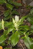 Striped Gentian, Gentiana villosa