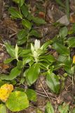 Striped Gentian, Gentiana villosa