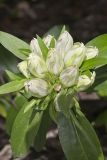 Striped Gentian, Gentiana villosa
