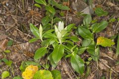 Striped Gentian, Gentiana villosa