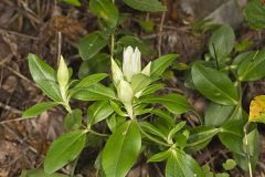 Striped Gentian, Gentiana villosa