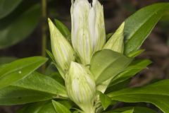 Striped Gentian, Gentiana villosa