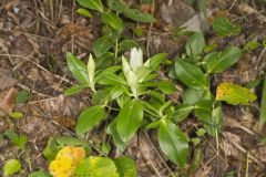 Striped Gentian, Gentiana villosa