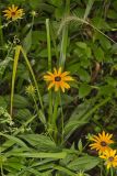 Sullivant's Coneflower, Rudbeckia sullivantii