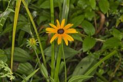Sullivant's Coneflower