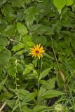 Sullivant's Coneflower, Rudbeckia sullivantii