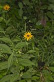Sullivant's Coneflower, Rudbeckia sullivantii