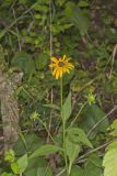 Sullivant's Coneflower, Rudbeckia sullivantii