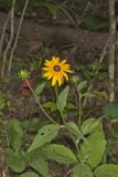 Sullivant's Coneflower, Rudbeckia sullivantii