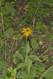 Sullivant's Coneflower, Rudbeckia sullivantii