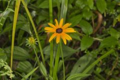 Sullivant's Coneflower, Rudbeckia sullivantii