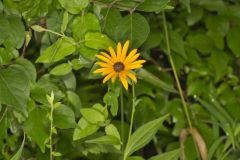 Sullivant's Coneflower, Rudbeckia sullivantii
