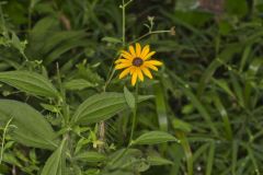Sullivant's Coneflower, Rudbeckia sullivantii