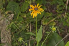 Sullivant's Coneflower, Rudbeckia sullivantii