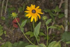 Sullivant's Coneflower, Rudbeckia sullivantii