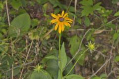 Sullivant's Coneflower, Rudbeckia sullivantii