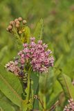 Sullivant's Milkweed, Asclepias sullivantii