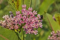 Sullivant's Milkweed, Asclepias sullivantii