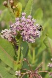 Sullivant's Milkweed, Asclepias sullivantii