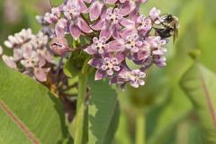 Sullivant's Milkweed