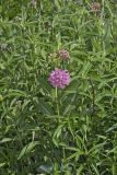Sullivant's Milkweed, Asclepias sullivantii