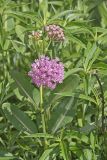 Sullivant's Milkweed, Asclepias sullivantii