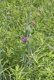 Sullivant's Milkweed, Asclepias sullivantii
