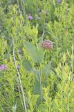 Sullivant's Milkweed, Asclepias sullivantii
