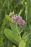 Sullivant's Milkweed, Asclepias sullivantii
